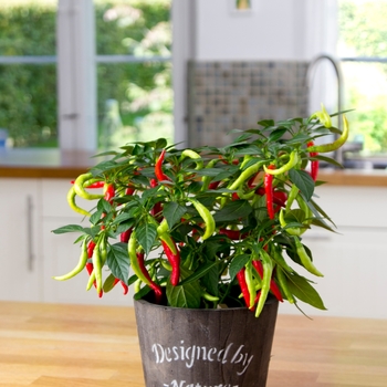 Capsicum annuum 'Fiesta' 