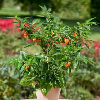 Capsicum annuum 'Habanero'