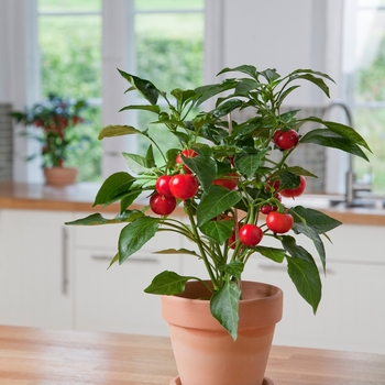 Capsicum annuum 'Hot Tomato' 