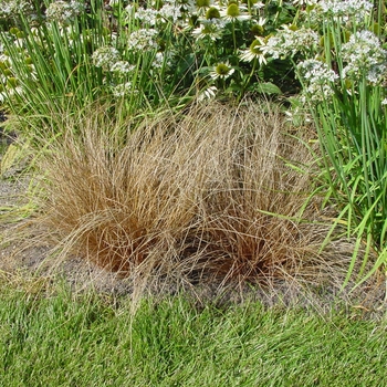 Carex comans 'Bronco' 