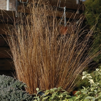 Carex buchananii ColorGrass® 'Red Rooster'