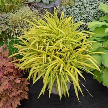 Carex siderosticha 'Banana Boat'