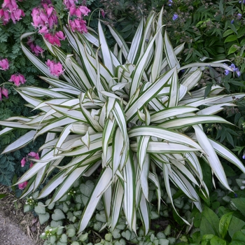 Carex siderosticha 'Snow Cap' 