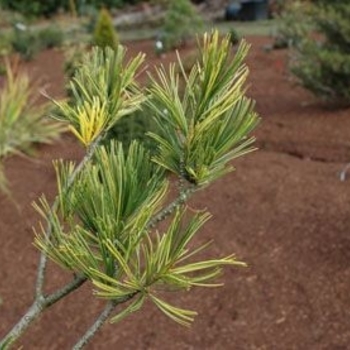 Pinus parviflora 'Shimane' 
