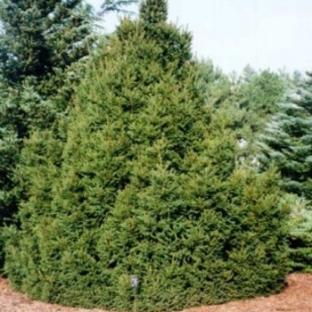 Picea abies 'Remontii' 