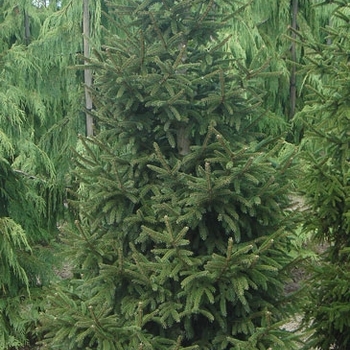 Picea orientalis gracilis 'Skagit' 