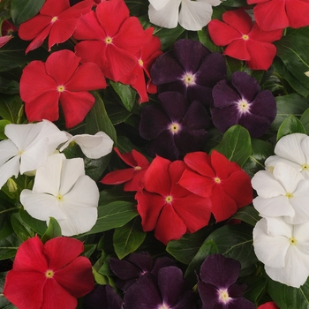 Catharanthus roseus Jams 'N Jellies™ 'American Pie'