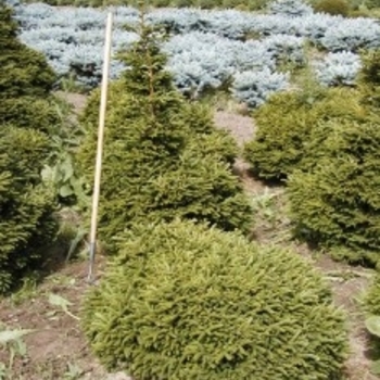 Picea orientalis 'Mount Vernon' 