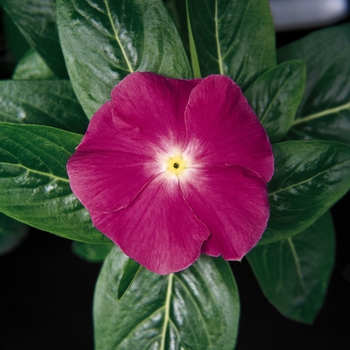 Catharanthus roseus Mediterranean 'Deep Orchid'