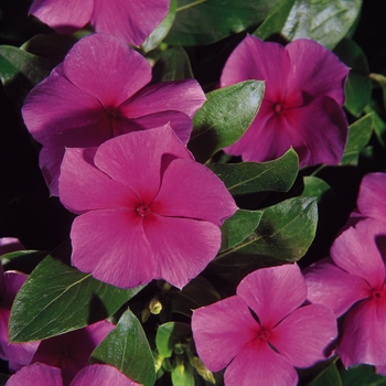 Catharanthus roseus Mediterranean 'Lilac'