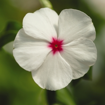 Catharanthus roseus Mediterranean 'Polka Dot'