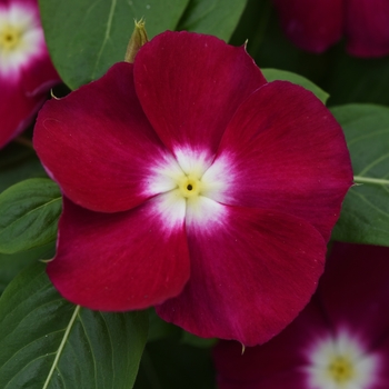 Catharanthus roseus 'Burgundy Halo' 