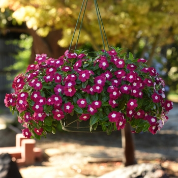Catharanthus roseus Mediterranean XP 'Burgundy Halo' (132651)