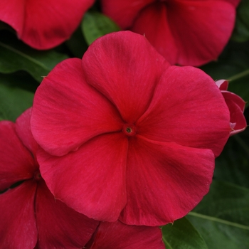 Catharanthus roseus Mediterranean XP 'Dark Red'