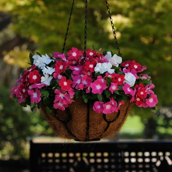 Catharanthus roseus 'Halo Mix' 