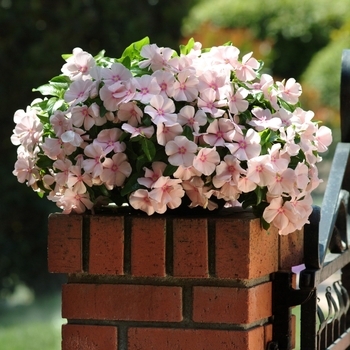 Catharanthus roseus Mediterranean XP 'Peach'