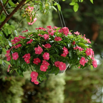 Catharanthus roseus 'Rose' 