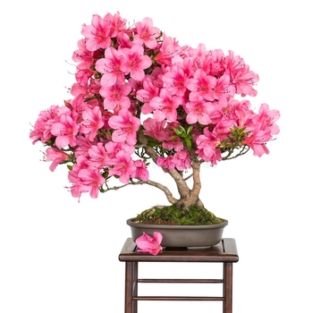 Rhododendron Gable hybrid 'Boudoir' 
