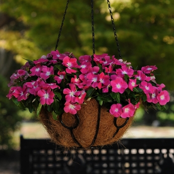 Catharanthus roseus 'Rose Halo' 