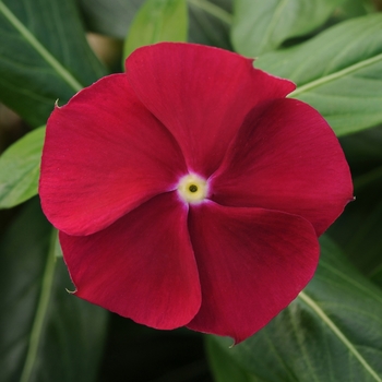 Catharanthus roseus Pacifica XP 'Cranberry'