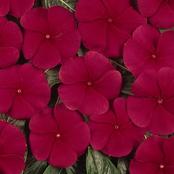 Catharanthus roseus Pacifica XP 'Dark Red'