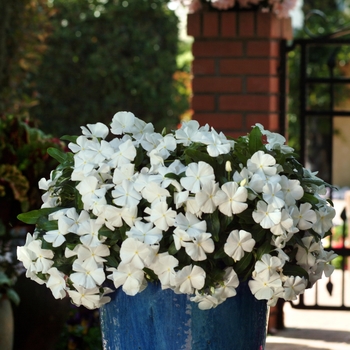 Catharanthus roseus Mediterranean XP 'White'