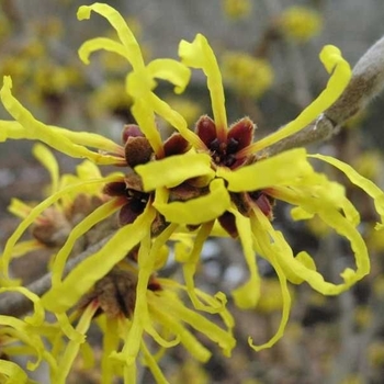 Hamamelis mollis 'Sweet Sunshine' 