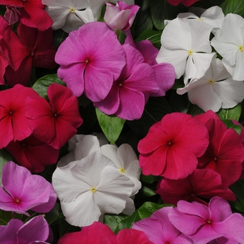 Catharanthus roseus Pacifica XP 'Mystic Mix'