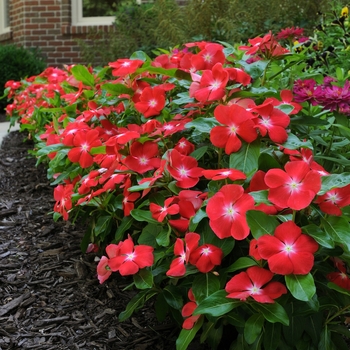 Catharanthus roseus Pacifica XP 'Orange'