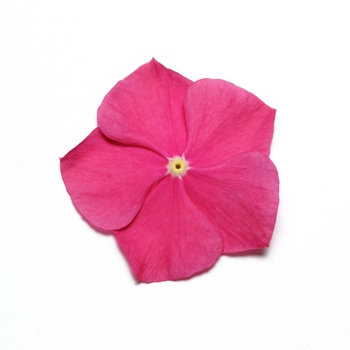 Catharanthus roseus 'Raspberry' 