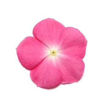 Catharanthus roseus 'Rose Halo' 