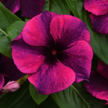 Catharanthus roseus Tattoo™ Black Cherry