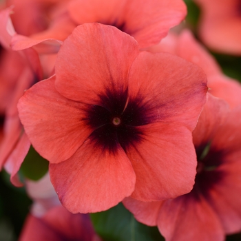 Catharanthus roseus Tattoo™ 'Papaya'