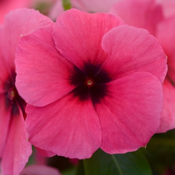 Catharanthus roseus Tattoo™ Raspberry