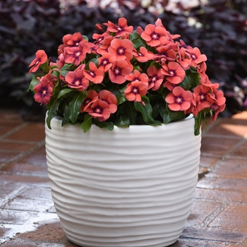 Catharanthus roseus 'Tangerine' 