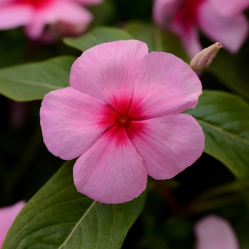 Catharanthus roseus Titan™ 'Blush'