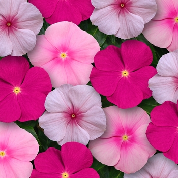 Catharanthus roseus 'Bubble Gum Mix' 