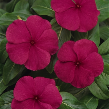 Catharanthus roseus Titan™ 'Burgundy'