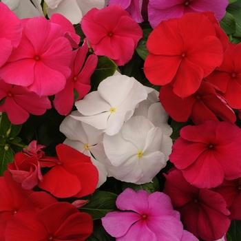 Catharanthus roseus Titan™ 'Clear Mix'