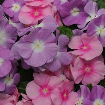 Catharanthus roseus 'Cotton Candy Mix' 