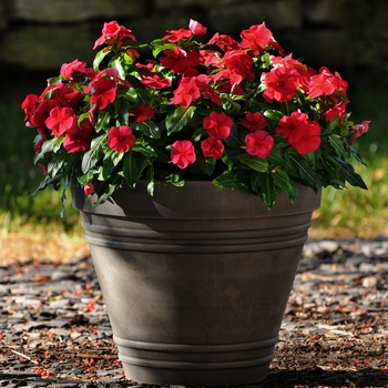 Catharanthus roseus