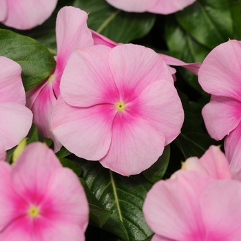 Catharanthus roseus Titan™ 'Icy Pink'