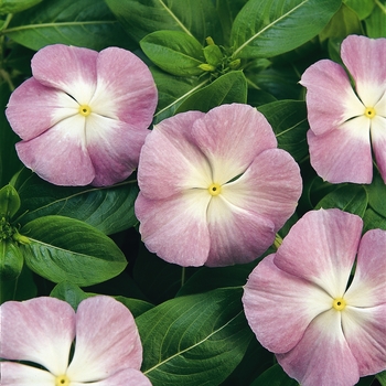 Catharanthus roseus 'Lavender Blue Halo' 