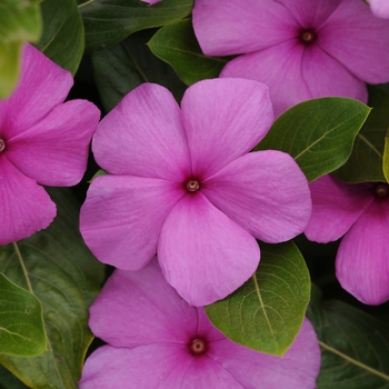 Catharanthus roseus 'Lilac' 