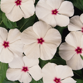 Catharanthus roseus Titan™ 'Polka Dot'