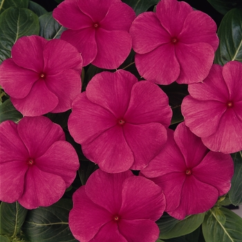 Catharanthus roseus Titan™ 'Punch'