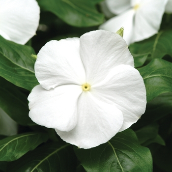 Catharanthus roseus 'Pure White' 