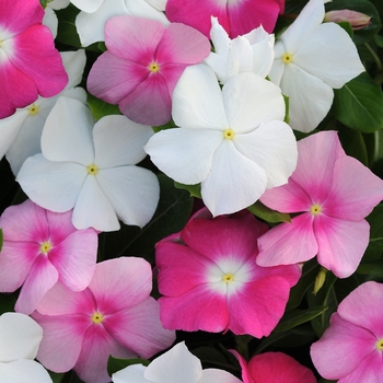 Catharanthus roseus 'Romance Mix' 