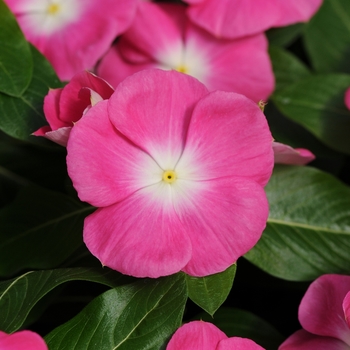 Catharanthus roseus Titan™ 'Rose Halo'