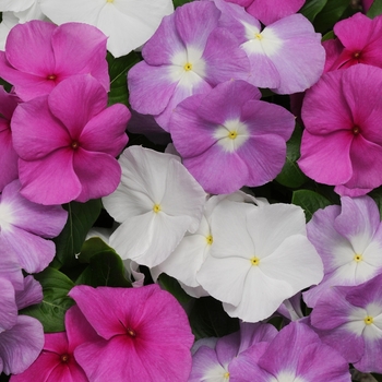 Catharanthus roseus Titan™ 'Summer Breeze Mix'